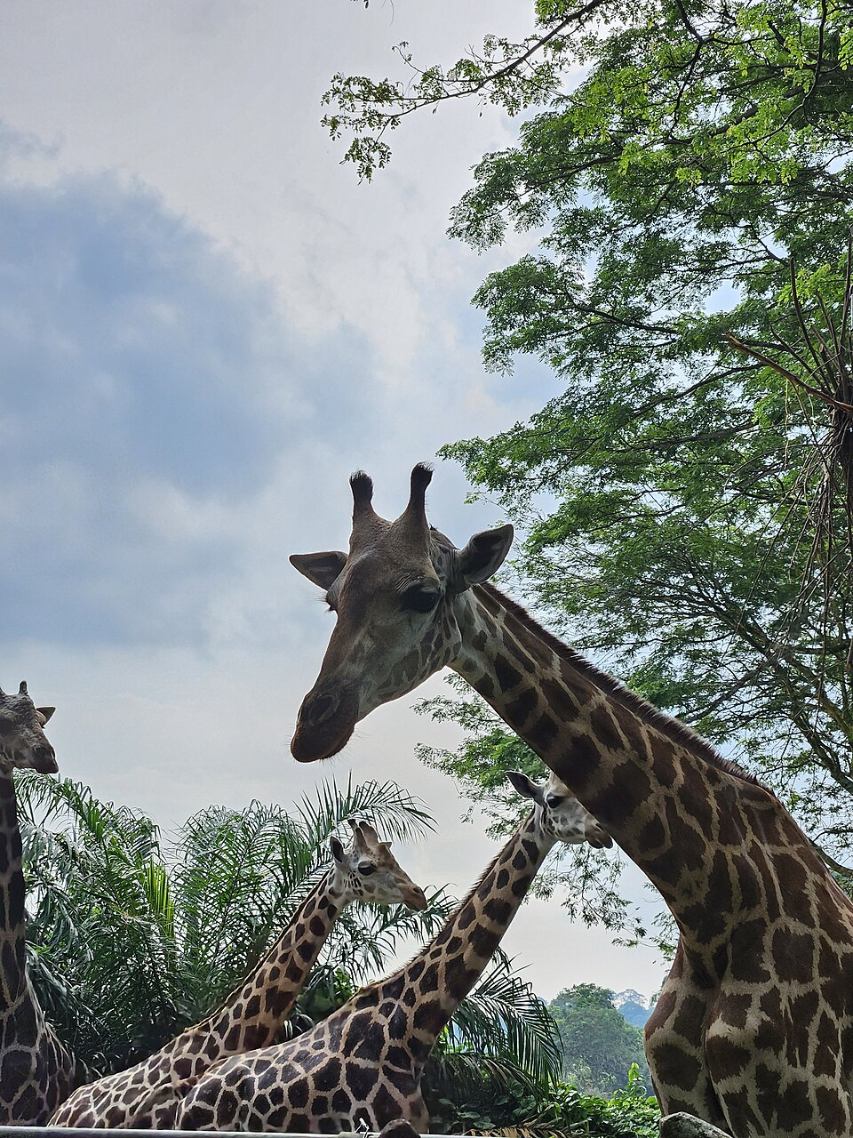 シンガポール動物園のキリン