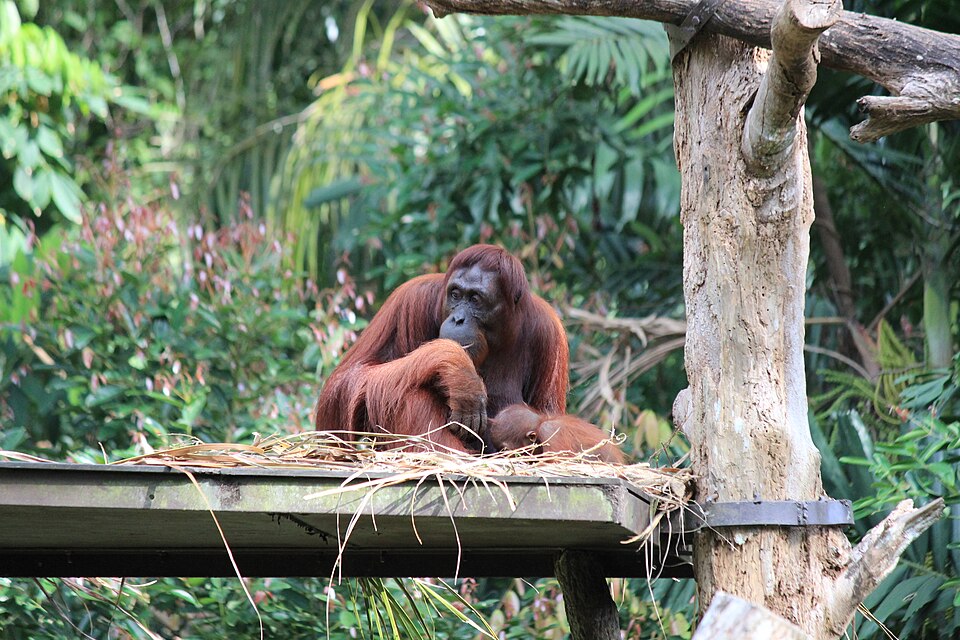 シンガポール動物園のオランウータン