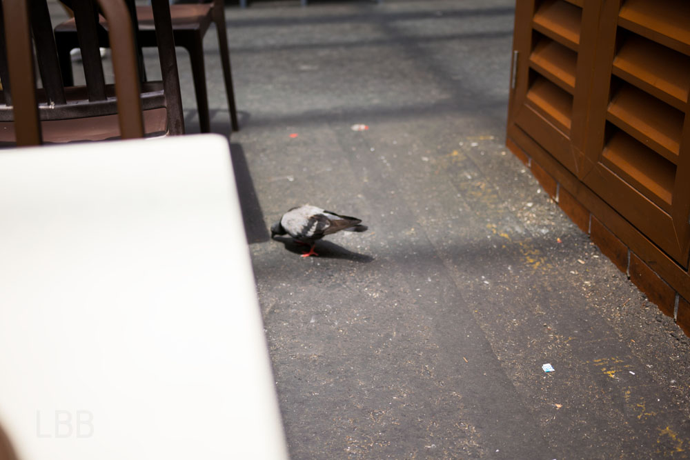 フードストリートにいた鳩。ハトが結構いて、衛生的にはあまり宜しくはありませんでした！涙
