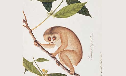The William Farquhar Collection of Natural History Drawings