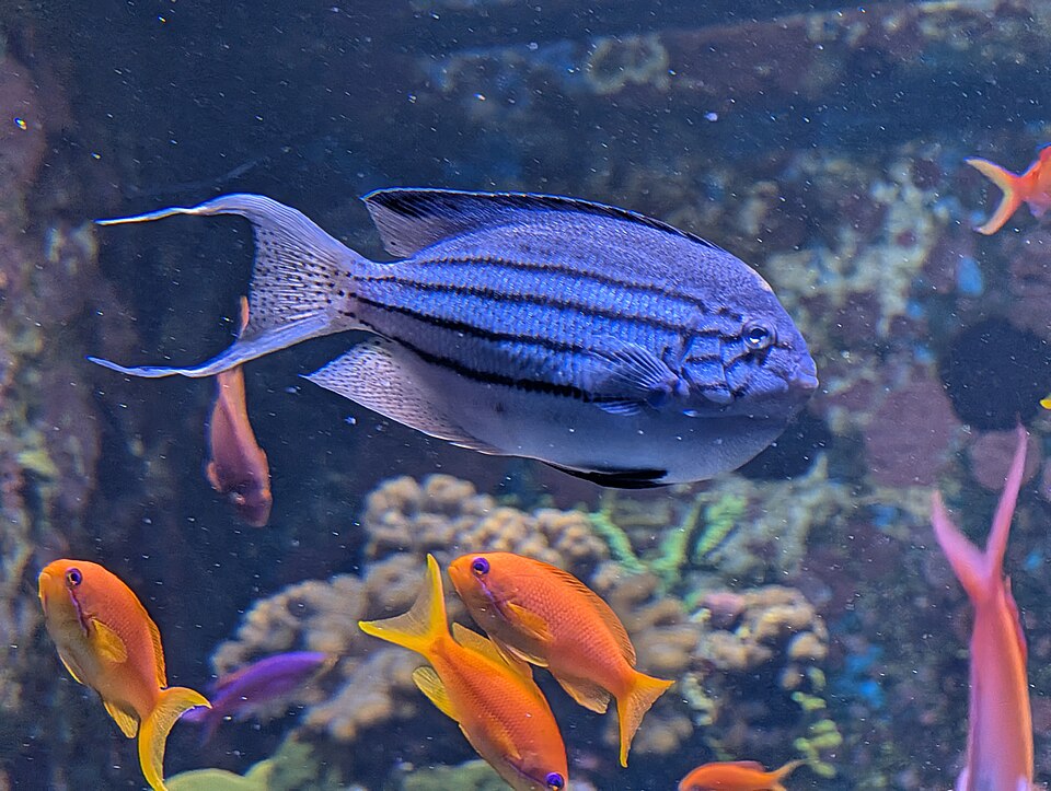 サンゴ礁を泳ぐカラフルな魚