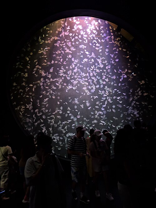 Ocean Wondersのクラゲ展示
