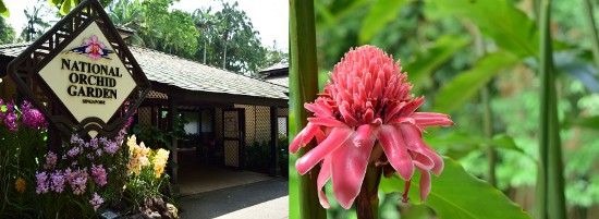 ジンジャー ガーデン（Ginger Garden）と、シンガポール植物園内で唯一有料のナショナル オーキッド ガーデン（National Orchid Garden）