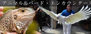 アニマル&バード・エンカウンターズ