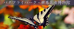 バタフライパーク・世界昆虫博物館